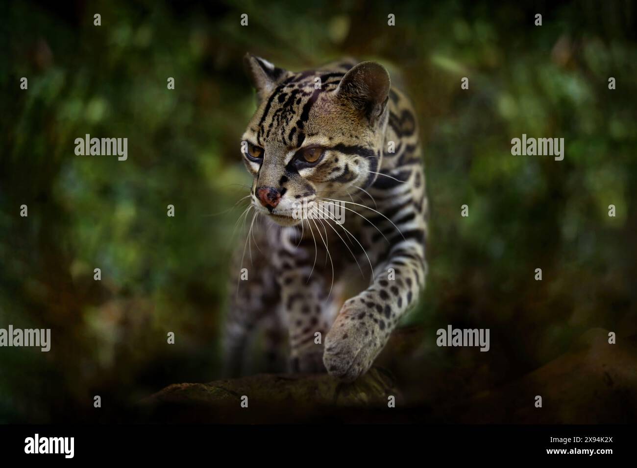 Margay, nette Katze, sitzt auf dem Ast im grünen tropischen Wald. Detailporträt Katzenozelot Leopardus wiedii im tropischen Wald. Tier im Stockfoto