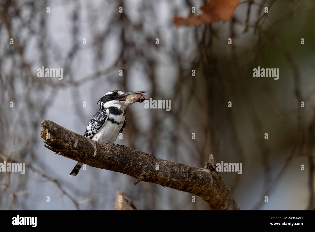 Naivasha Nationalpark, rattenvogel, Ceryle rudis (CTK Photo/Ondrej Zaruba) Stockfoto