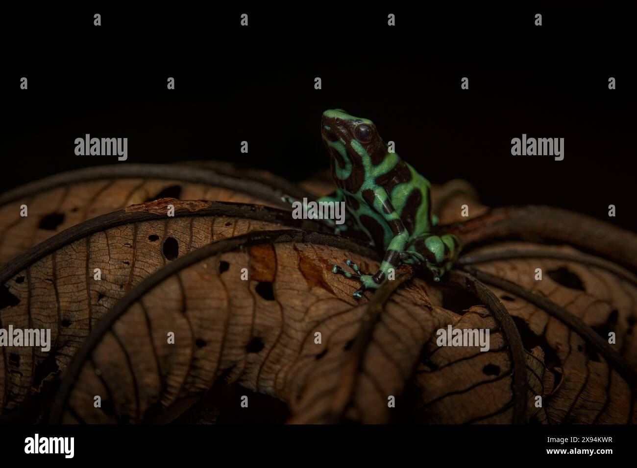 Costa Rica Natur. Giftfrosch aus tropischem Wald. Grüner Schwarzgiftfrosch, Dendrobates auratus, im natürlichen Lebensraum. Wunderschöner bunter Frosch aus tr Stockfoto