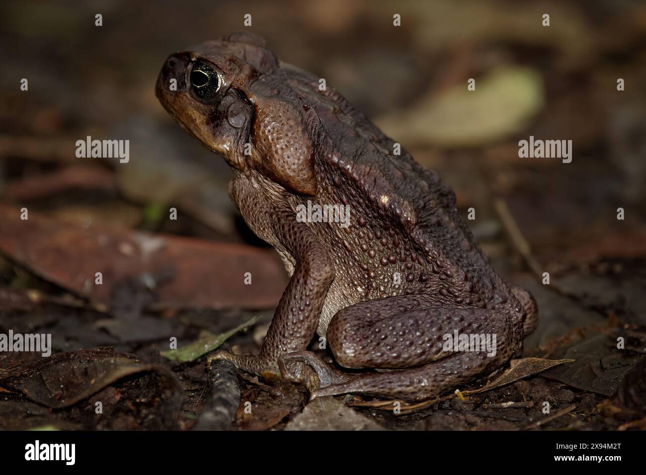 Rohrkröte im tropischen Regenwald. Marina Rhinella. Riesenrohrkröten wurden benutzt, um Zuckerrohrschädlinge zu töten. Giftfrosch. Stockfoto