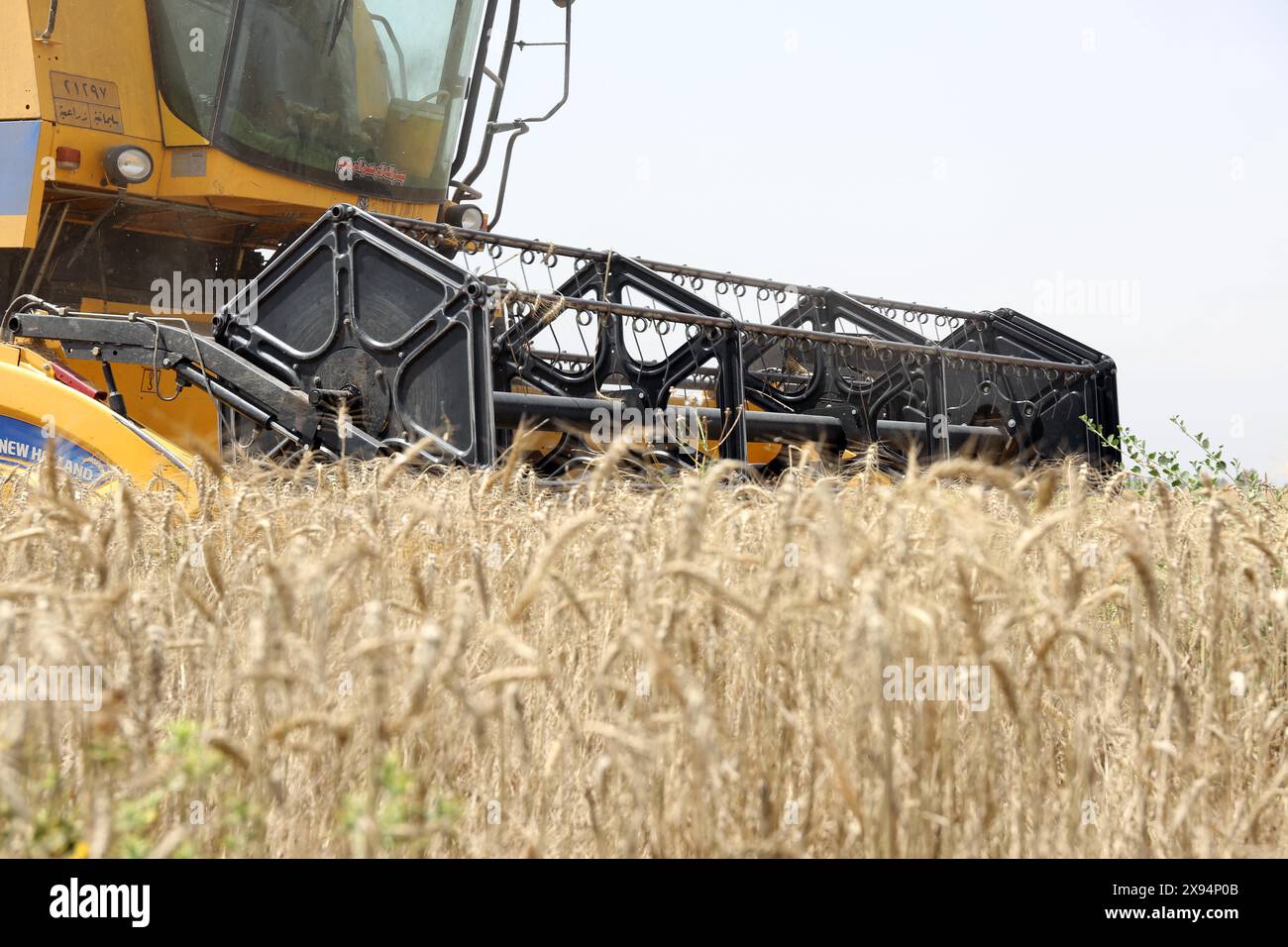 (240529) -- BAGDAD, 29. Mai 2024 (Xinhua) Ein Landwirt fährt am 28. Mai 2024 einen Erntemaschine durch ein Weizenfeld nördlich von Bagdad, Irak. (Xinhua/Khalil Dawood) Stockfoto