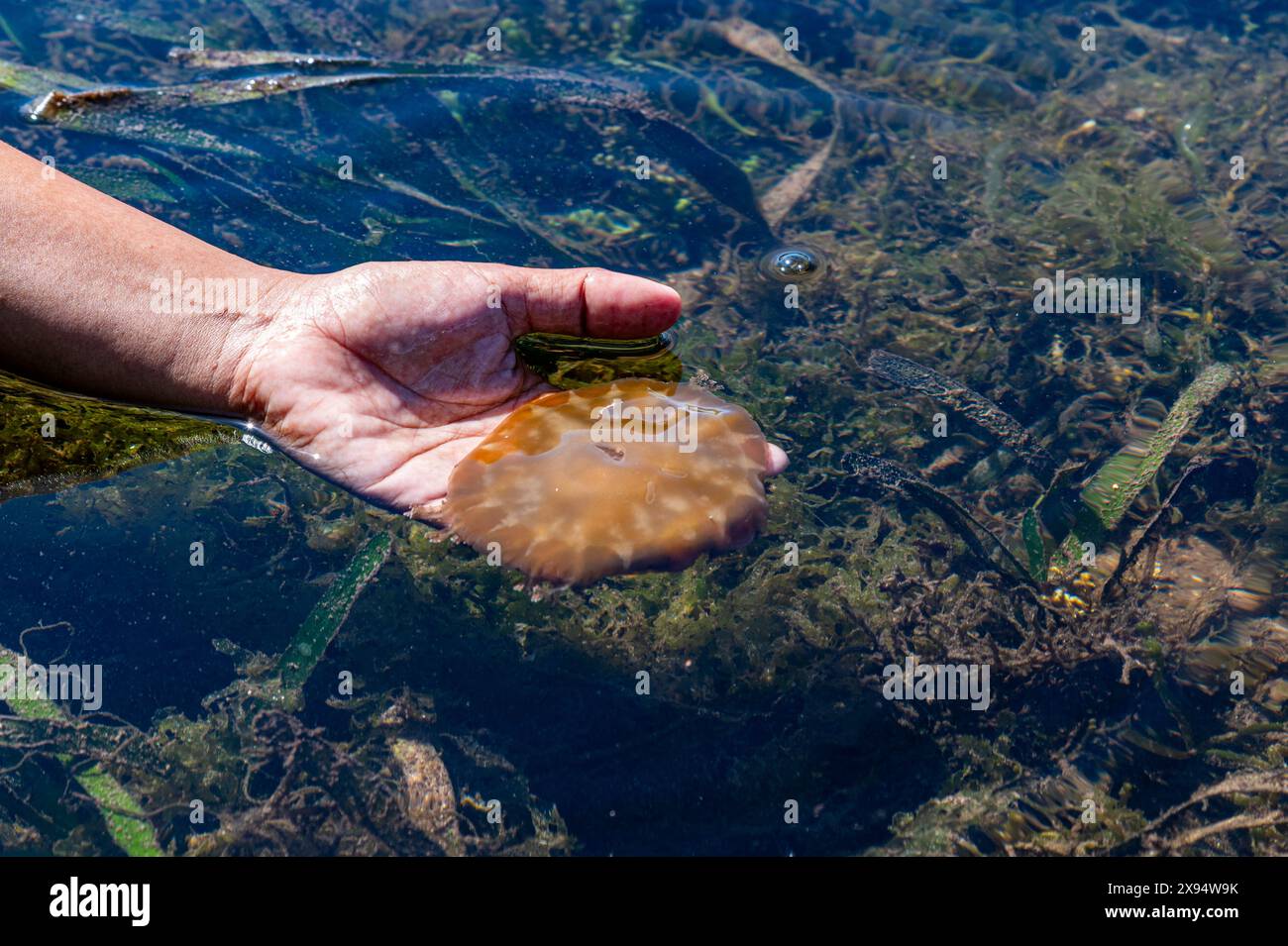 Nicht giftige Quallen, Grande Santa Cruz Island, Zamboanga, Mindanao, Philippinen, Südostasien, Asien Stockfoto