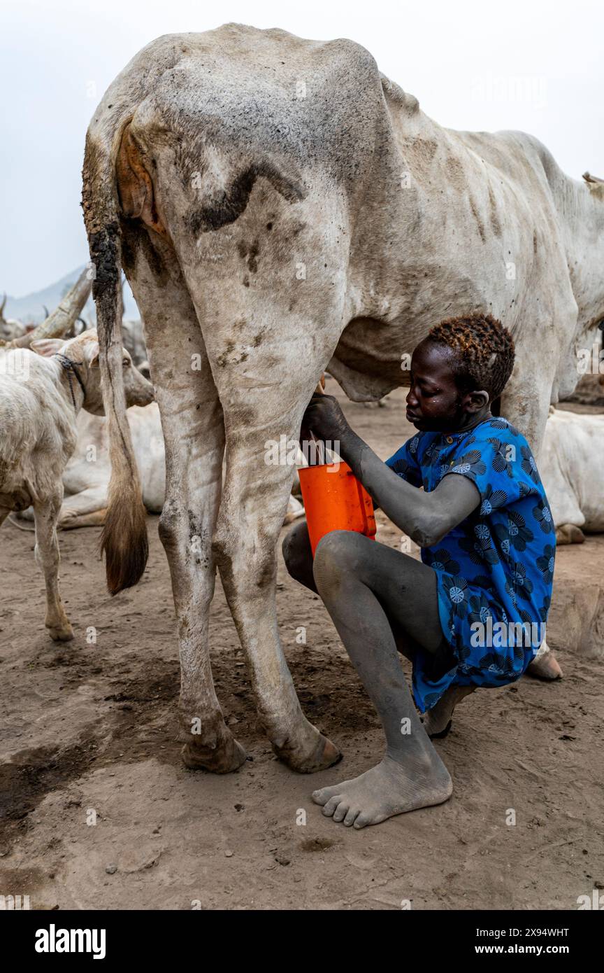 Junge vom Mundari-Stamm, der eine Kuh melkt, Südsudan, Afrika Stockfoto