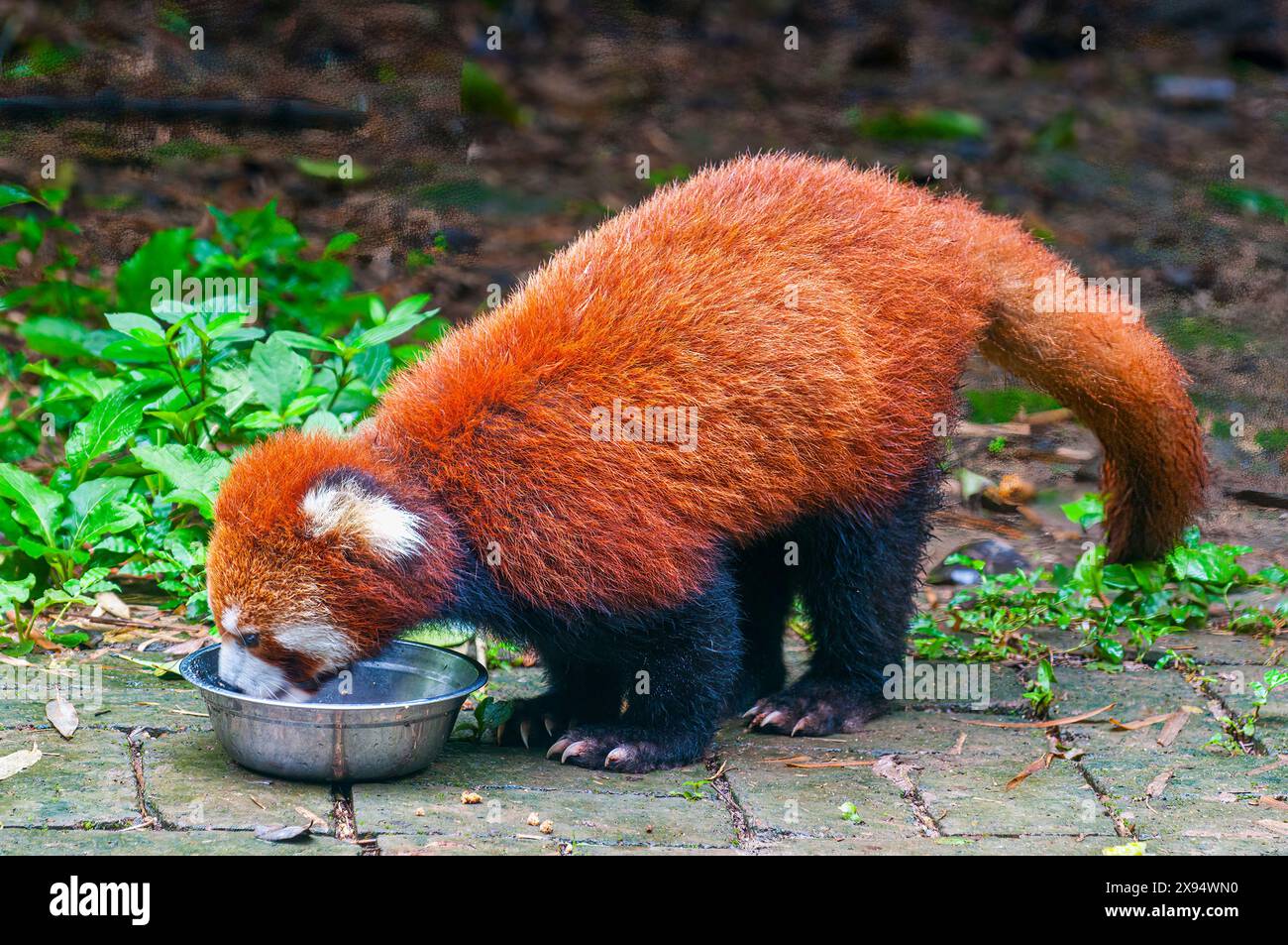 Roter Panda (Ailurus fulgens) im Riesenpanandabär-Reservat, Chengdu, Sichuan, China, Asien Stockfoto