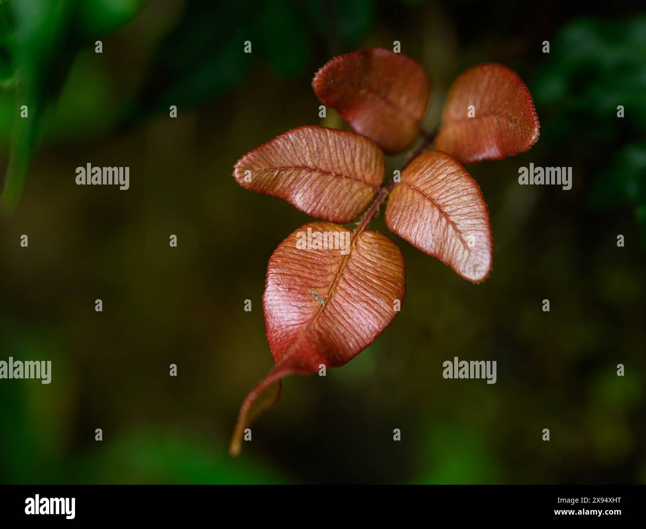Blattdetail, Nebelwald, Costa Rica, Mittelamerika Stockfoto