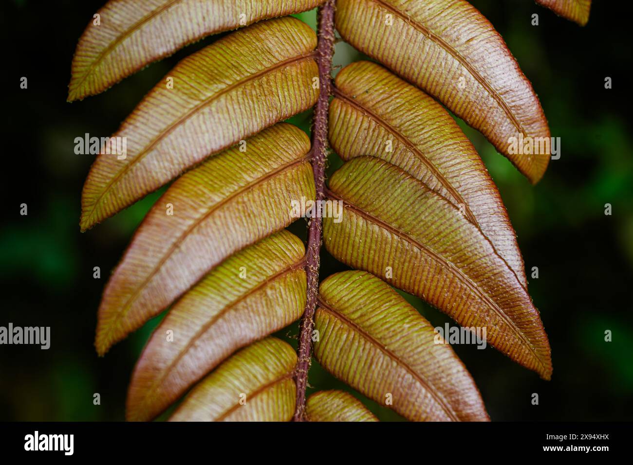 Blattdetail, Nebelwald, Costa Rica, Mittelamerika Stockfoto