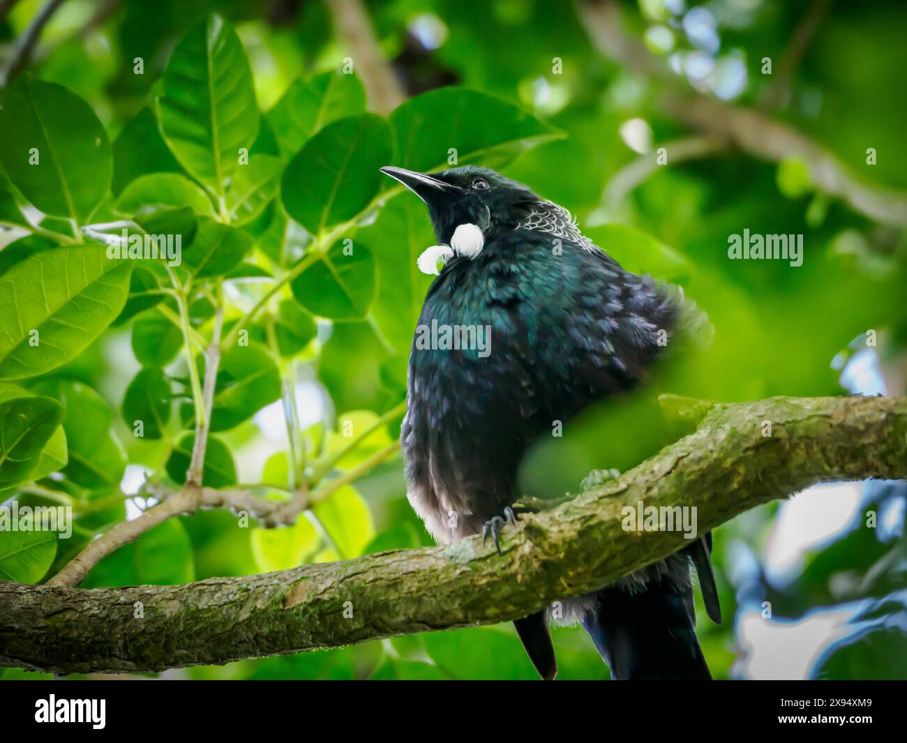 Die tui, ein wunderschöner vogel, der sich wie ein Spottvogel anfühlt, im Tiritiri Matangi Island Sanctuary, Hauraki Gulf, Nordinsel, Neuseeland, Pazifik Stockfoto