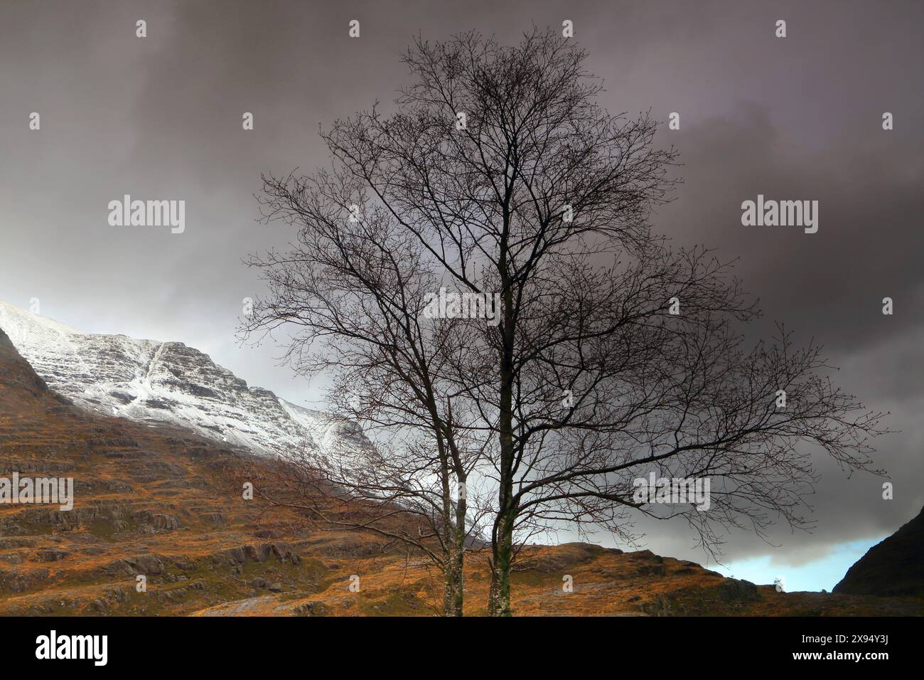 Tree Detail, Torridon, North West Highlands, Schottland, Vereinigtes Königreich, Europa Stockfoto