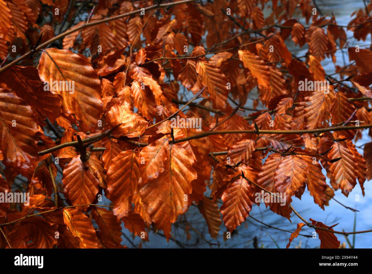 Waldblattdetails in Tarr Steps, Exmoor National Park, Somerset, England, Vereinigtes Königreich, Europa Stockfoto