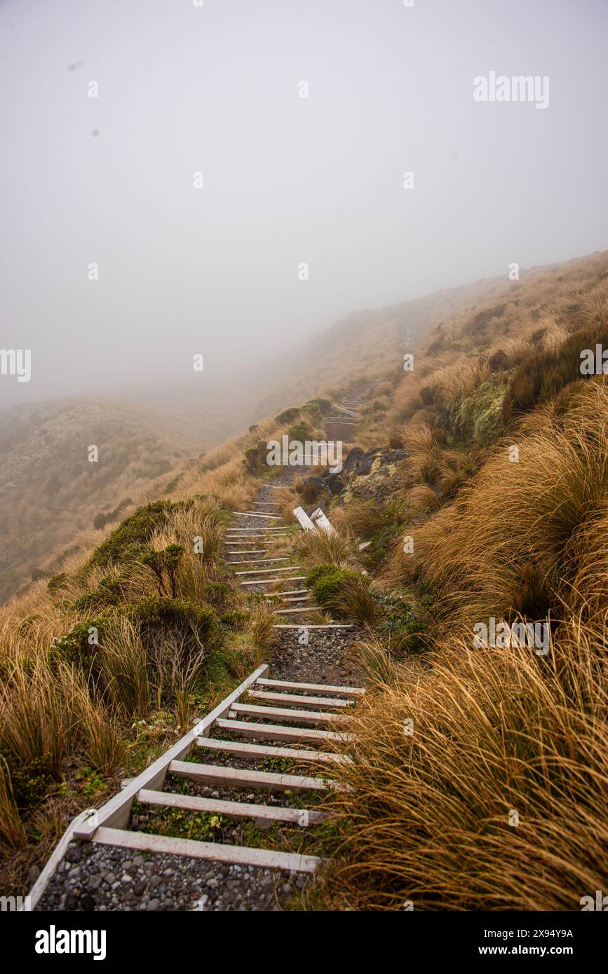 Nebeliger Wanderweg, Nordinsel, Neuseeland, Pazifik Stockfoto