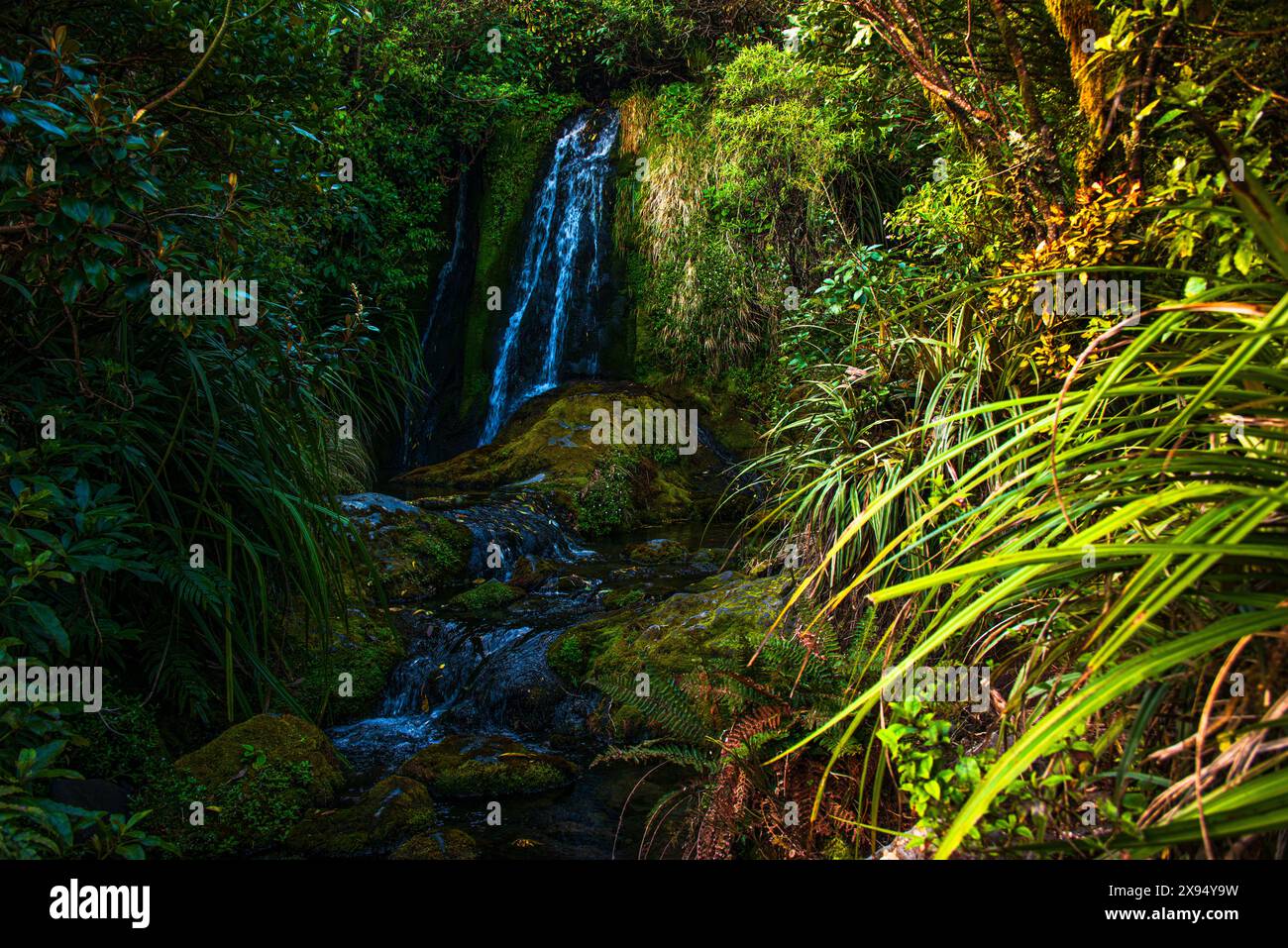 Üppig grüner Regenwald mit einem Bach und Wasserfall, Neuseeland, Pazifik Stockfoto