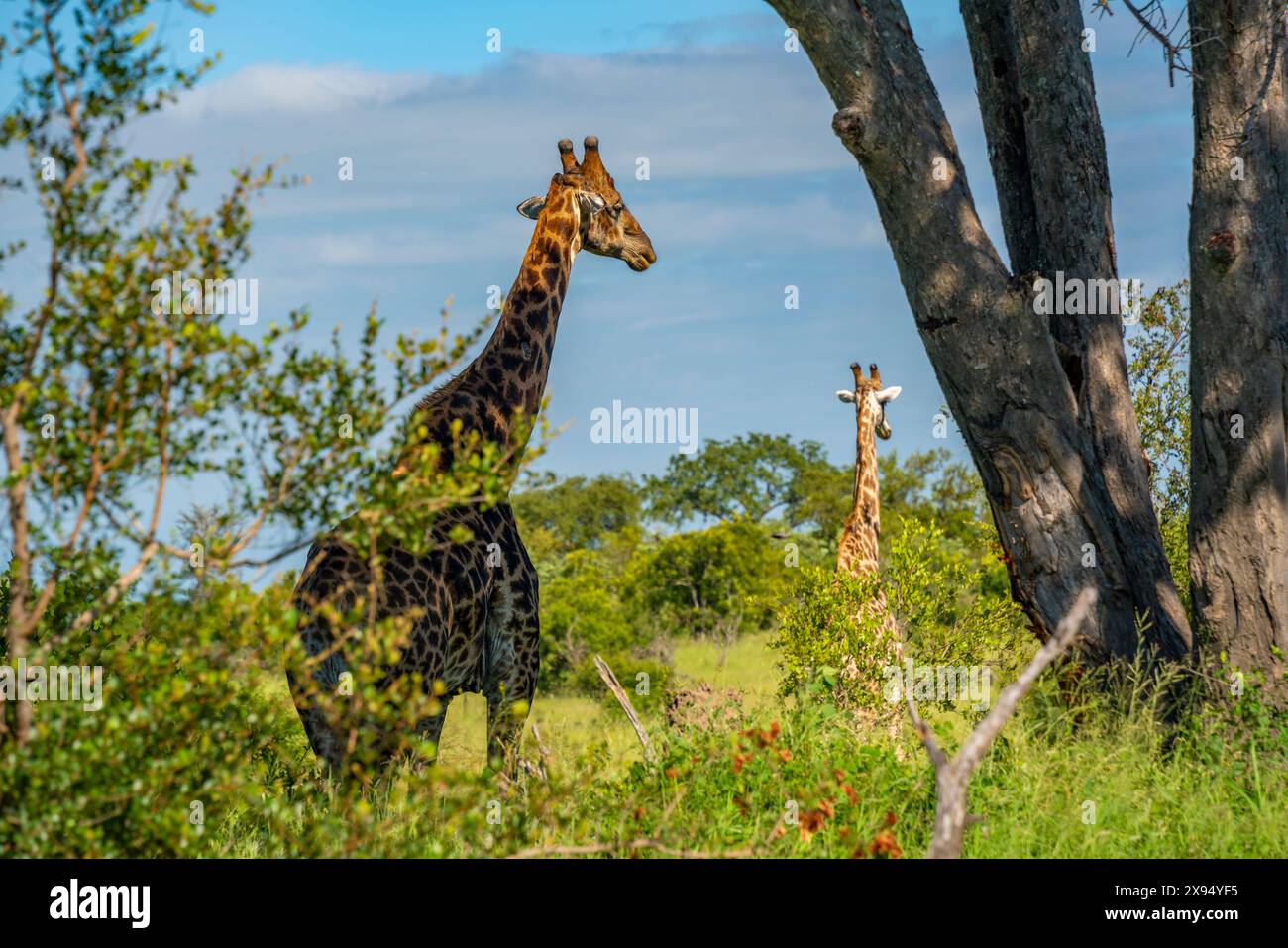 Blick auf die Südliche Giraffe (Giraffa camelopardalis giraffa) auf einer Pirschfahrt im Kruger-Nationalpark, Südafrika, Afrika Stockfoto
