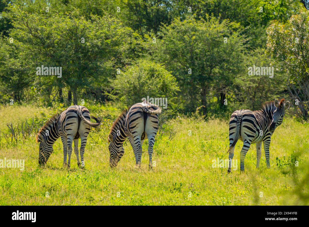Blick auf Zebras auf einer Pirschfahrt im Kruger-Nationalpark, Südafrika, Afrika Stockfoto