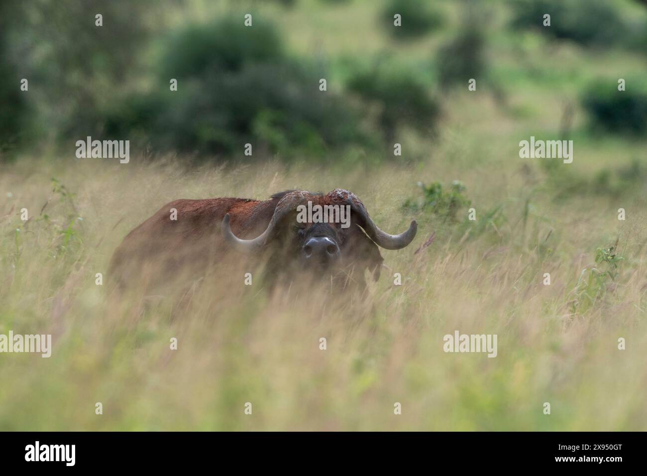 Kapbüffel (Syncerus Caffer), Tsavo, Kenia. Stockfoto