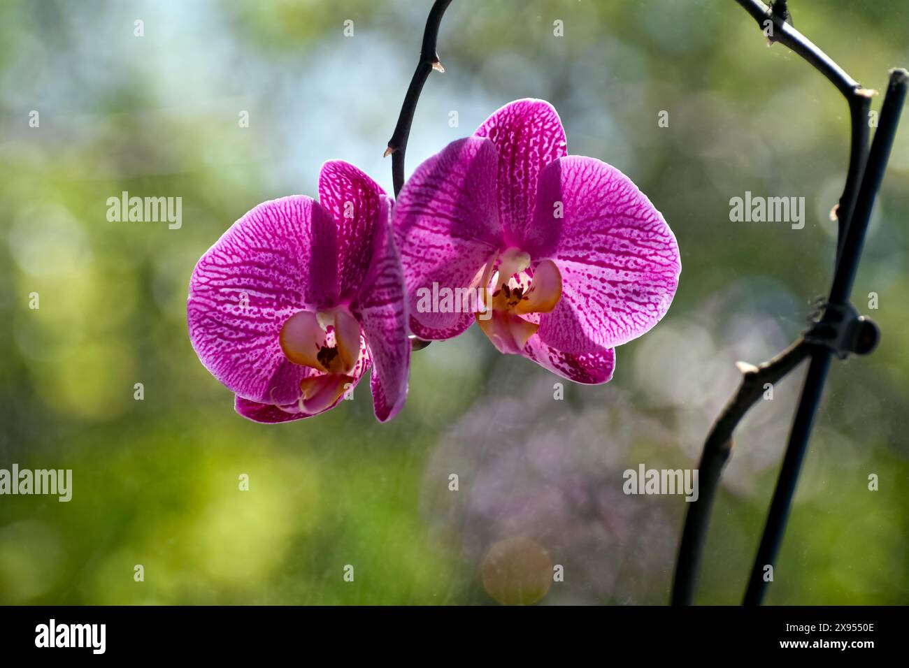 Purpurne Orchideenblume im Spiegelbild eines Fensters auf der Fensterbank Stockfoto