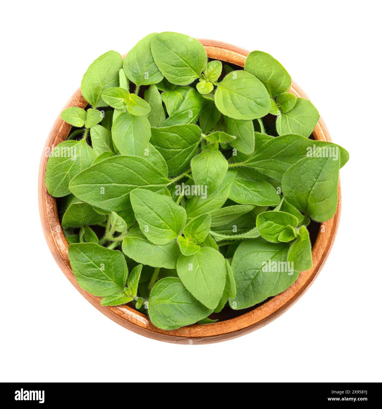 Frische Oregano-Zweige in einer Holzschale. Origanum vulgare, manchmal wilder Marjoram, ein kulinarisches Kraut und das Grundkraut der italienischen Küche. Stockfoto