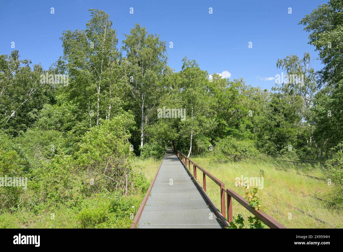 Stegweg, Naturpark Schöneberger Südgelände, Prellerweg, Schöneberg, Berlin, Deutschland, Stegweg, Naturpark Schöneberger Südgelände, Prellerweg, Schöneb Stockfoto