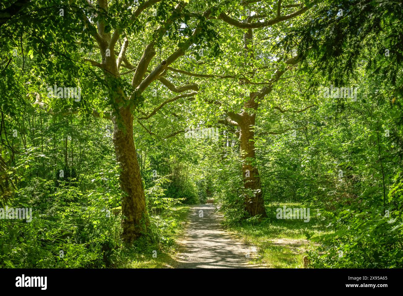 Platanen auf dem Friedhof Bergstraße, Steglitz, Berlin, Deutschland, Platanen auf dem Friedhof Bergstraße, Steglitz, Berlin, Deutschland Stockfoto