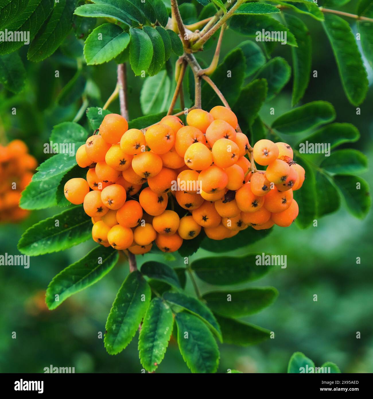 Reife rote orange Aschenbeersträuße umgeben von verschwommenen grünen Blättern, die nahe an den Zweigen des vogelbaums wachsen. Erntezeit. Fokus auf den Vordergrund. Stockfoto