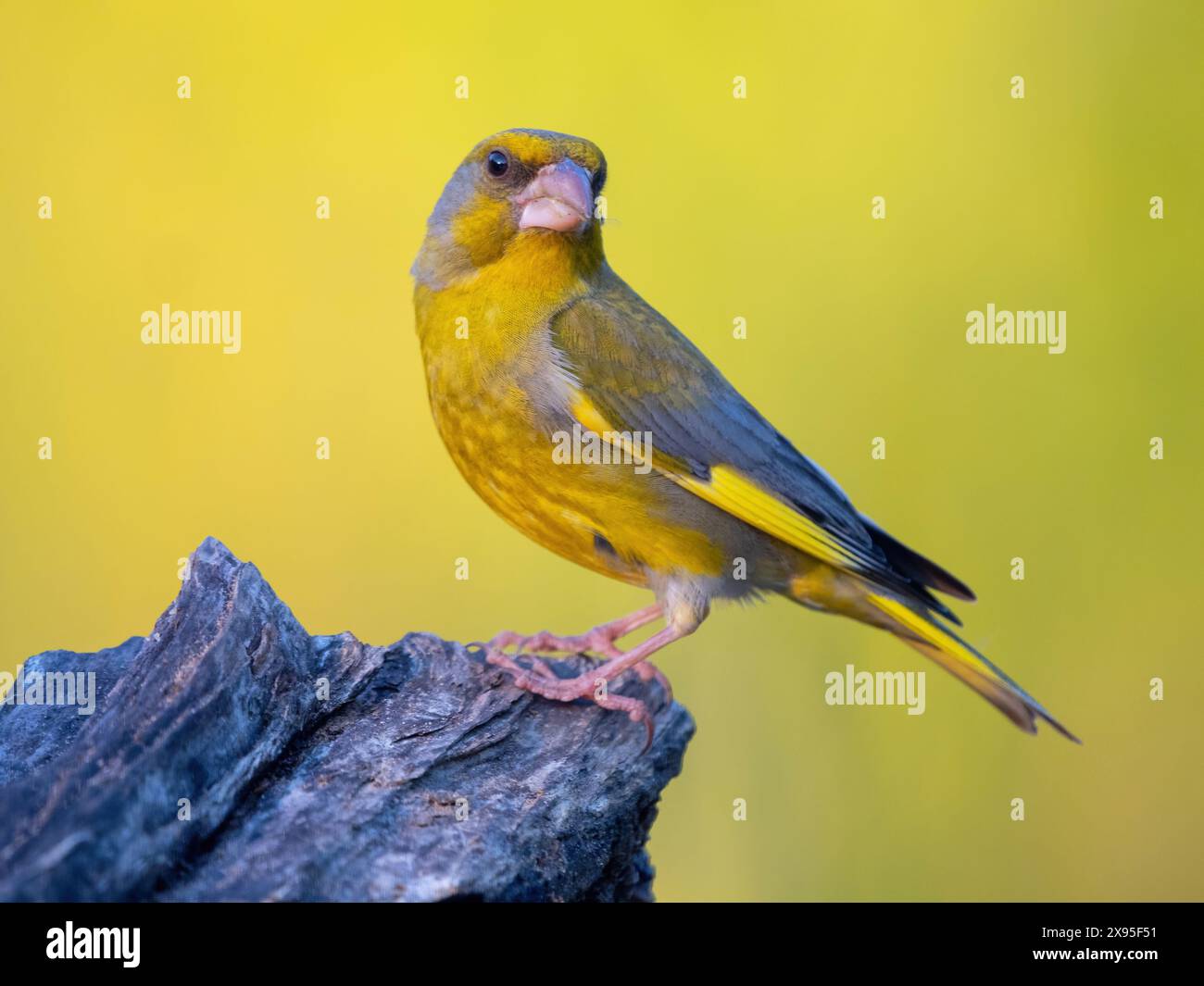 Grünfink, Grünling, Grünfinch, Europäischer Grünfinch, Westgrünfinch, Carduelis chloris (Chloris chloris), Stockfoto