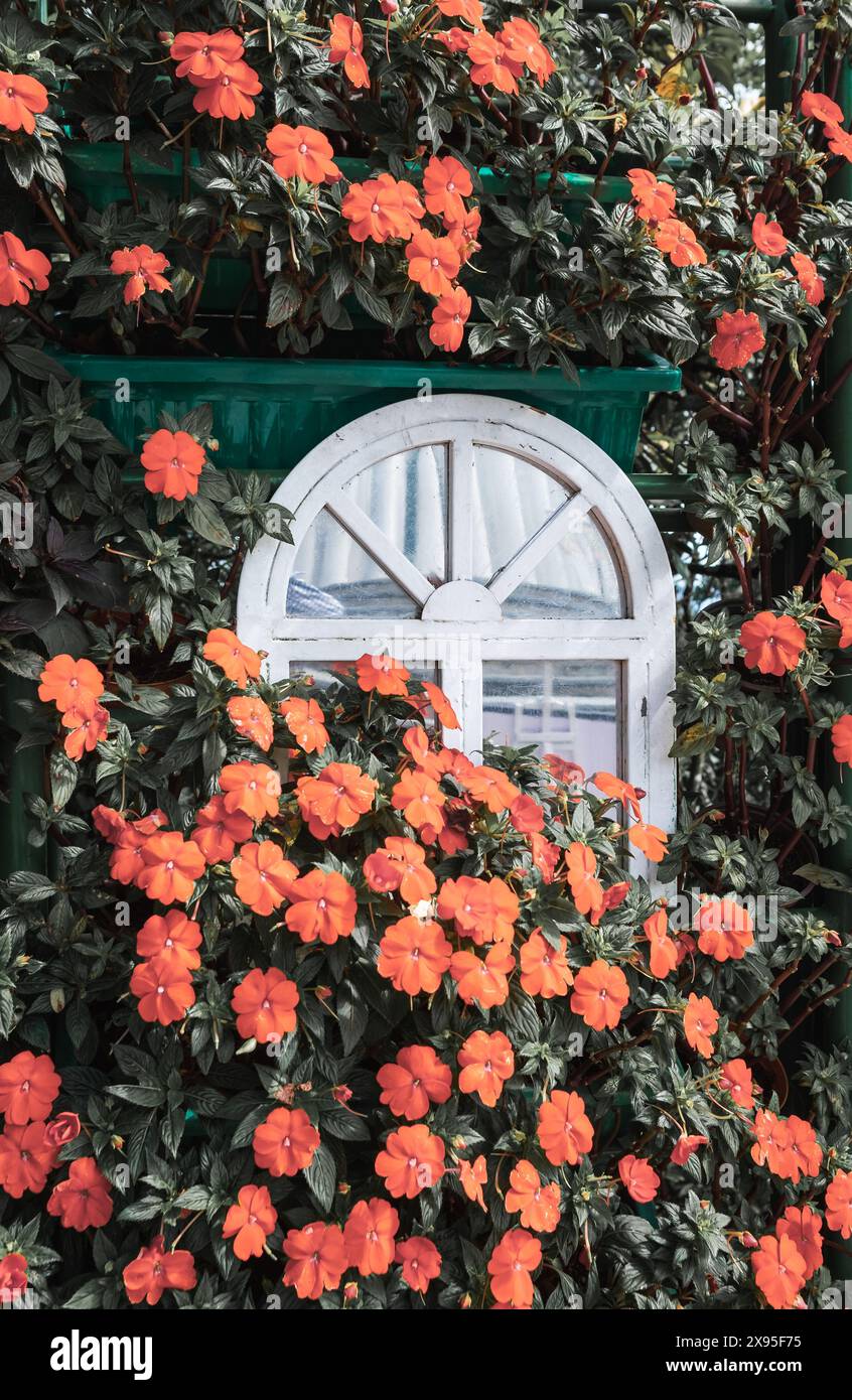 Das Fenster ist mit geraniumroten Blumen dekoriert. Weißes Fenster, umgeben von roten Blumen. Rustikales Holzfenster mit roten Blumen. Stockfoto