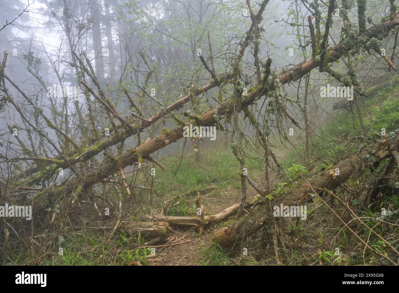 Umgestürzte Bäume, Weg, Wald am Berg Blauen, Badenweiler, Schwarzwald, Baden-Württemberg, Deutschland Stockfoto