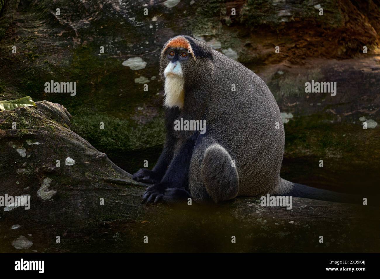 De Brazzas Affe, Cercopithecus neglectus, seltenes Tier im natürlichen Lebensraum Kongo in Afrika. Tier im Felsenwald, Tierwelt Natur. Alter Mann Stockfoto