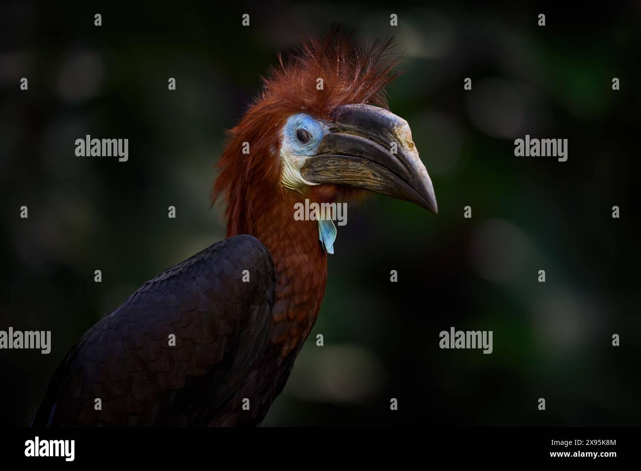 Schwarzkaskierter Nashornvogel, Ceratogymna atrata, Nahaufnahme-Porträt in der Natur. Vogel im Naturwald, brauner Kopf, blaues Gesicht, langer Segel. Schwarz Stockfoto