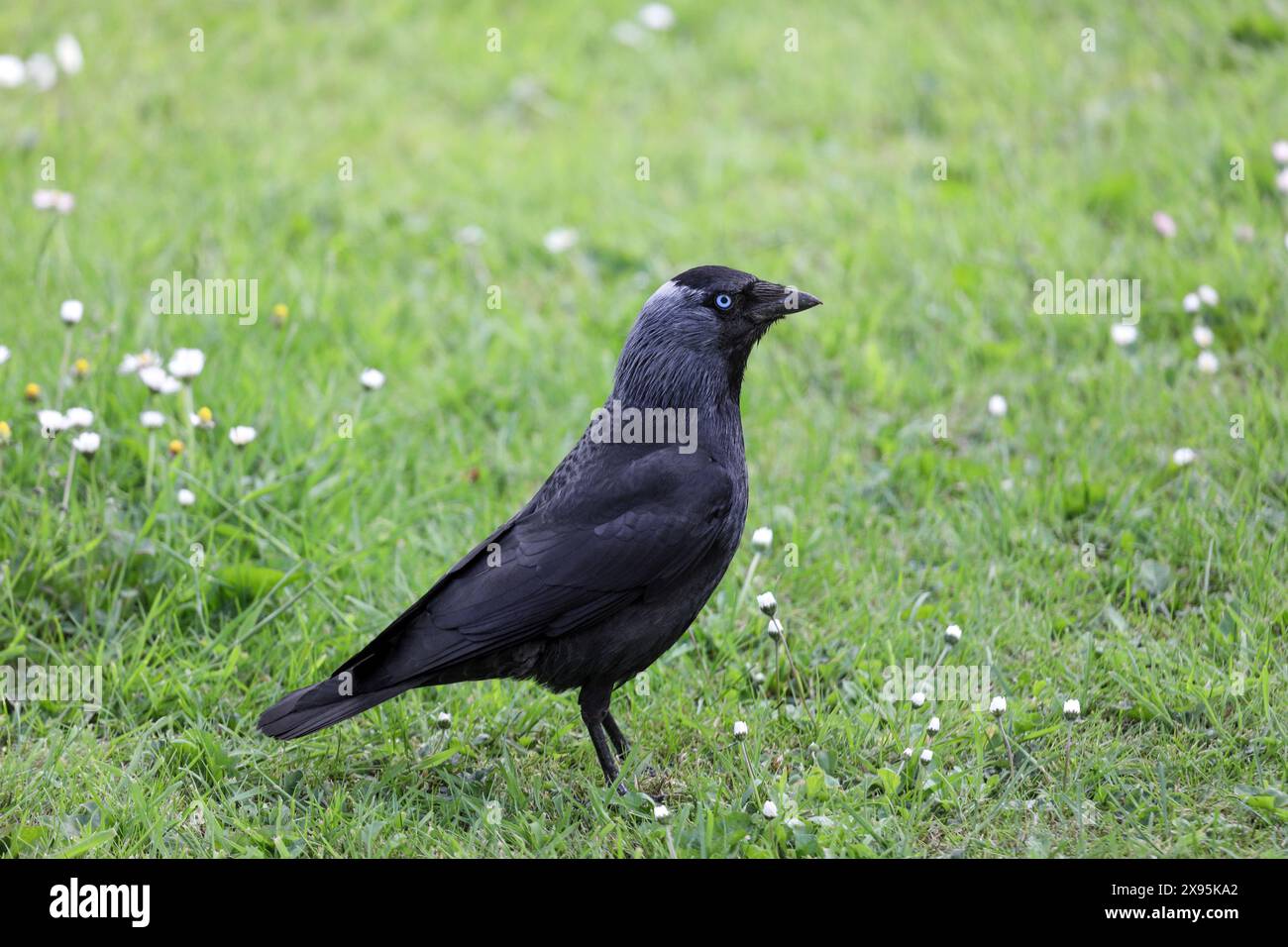 Jackdaw (Corvus monedula) in A Garden Environment, England, Großbritannien Stockfoto