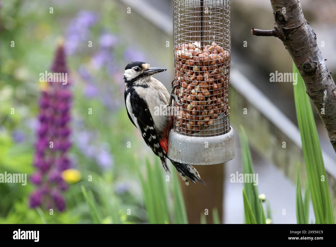 Weiblicher Spechte (Dendrocopus Major), der sich auf einem Erdnussfuttermittel ernährt, umgeben von bunten Blumen in einer Gartenumgebung im nördlichen Engla Stockfoto