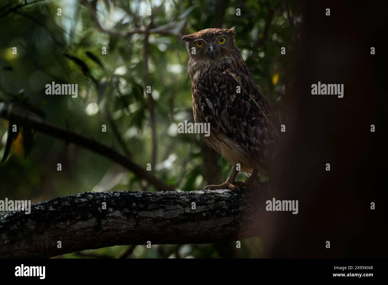 Eulen - indische Tierwelt. Braune Fischeule, Ketupa zeylonensis, seltener Vogel aus Asien. Indische wunderschöne Eule in Naturwald-Lebensraum. Vogel aus Ranthambore, ich Stockfoto