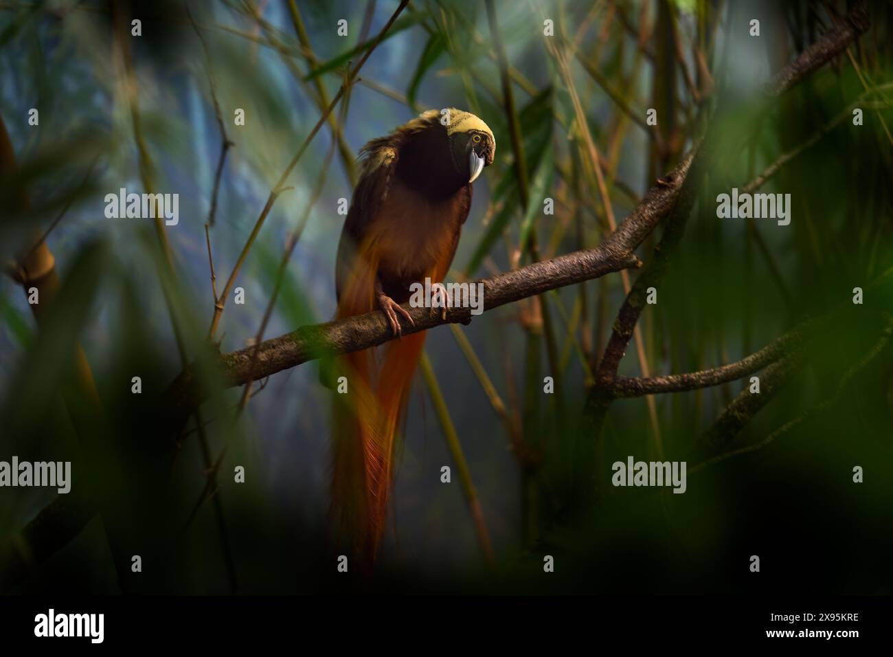 Paradiesvogel Raggiana, Paradisaea raggiana, Vogel im natürlichen Lebensraum. Seltenes Tier aus Papua-Neuguinea. Graf Raggis Paradiesvogel im f Stockfoto