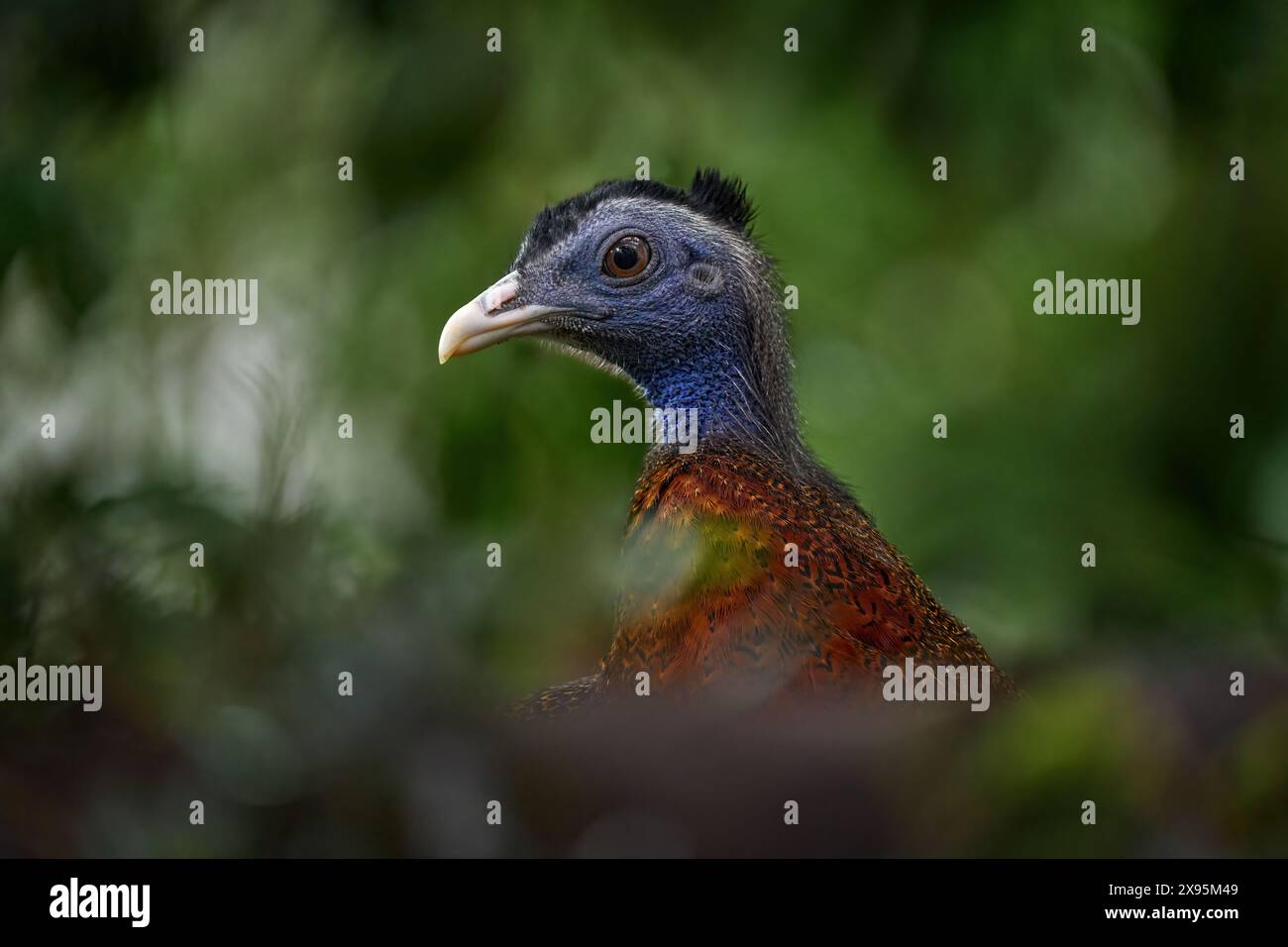 Großer argus, Argusianus argus, großes Vogelporträt mit langem Schwanz im Wald, Sabah, Borneo. Argus sitzt auf dem Stein in Bäumen, tropische Tierwelt na Stockfoto