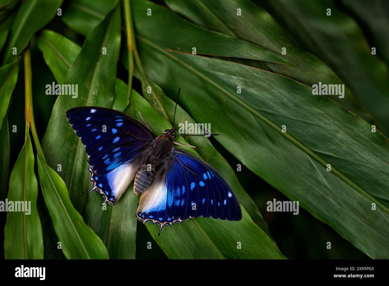 Blaugefleckte Charaxes, Charaxes cithaeron, blauweißer Schmetterling der Familie Nymphalidae, Südafrika. Wunderschöner Schmetterling, der auf dem grünen Blatt sitzt Stockfoto