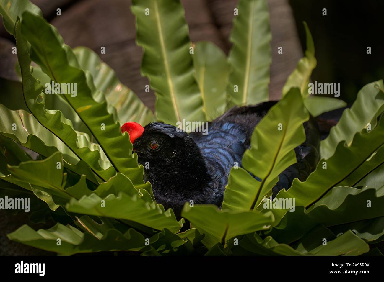 Rasiermesserscharfe Curassow, Mitu tuberosum. Dunkelblauer schwarzer Vogel versteckt in den grünen Blütenblättern. Rotes Wappen auf dem Kopf. Curassow im tropischen Wald Stockfoto