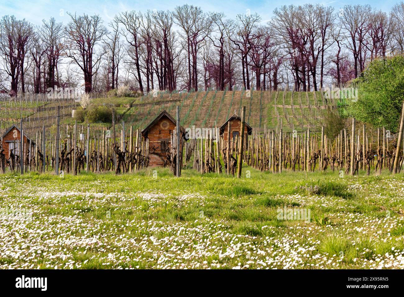 Frühlingsstimmung im Weinberg: Frisches Gras, Gänseblümchen, blühende Bäume und karge Weinstöcke. Stockfoto