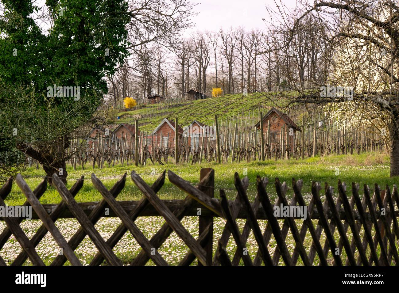 Frühlingsstimmung in Süddeutschland: Gänseblümchen, blühende Bäume und karge Reben. Stockfoto
