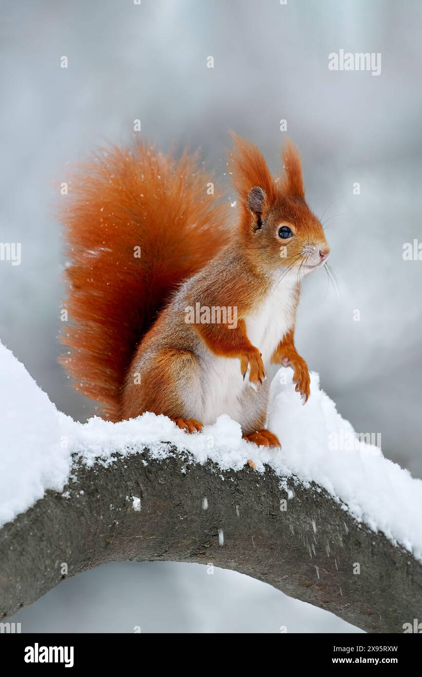 Eichhörnchen mit großem orangefarbenen Schwanz. Fütterungsszene auf dem Baum. Niedliches orangenrotes Eichhörnchen isst eine Nuss in der Winterszene mit Schnee, Deutschland. Tierwelt Natur. Stockfoto