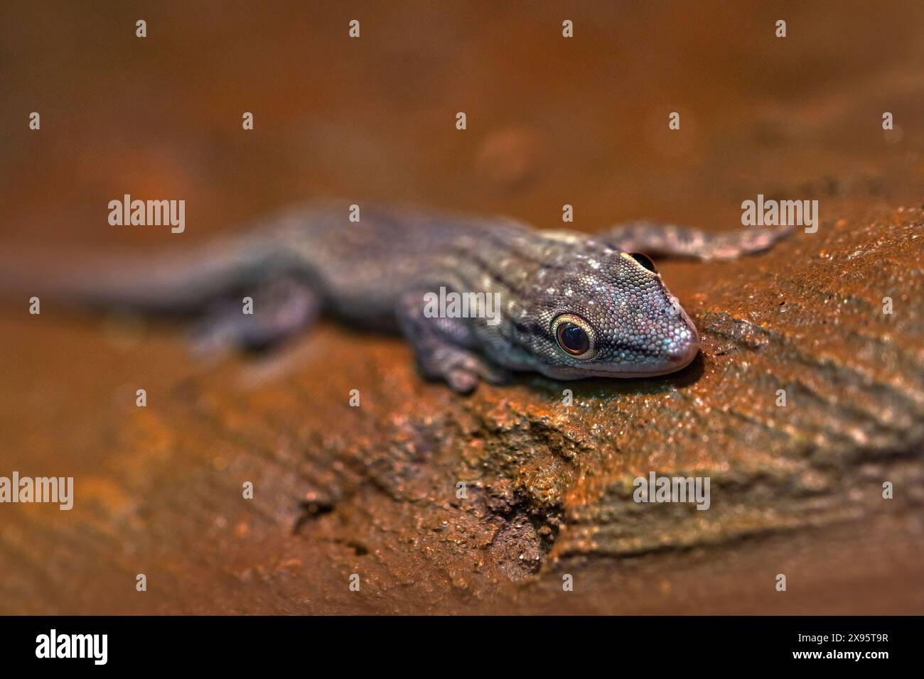 Dickschwanz-Taggecko, Phelsuma mutabilis, Süd-Madagaskar. Graublaue Eidechse im Naturhabitat. Wildtiere Natur, Gecko aus Afrika. Stockfoto