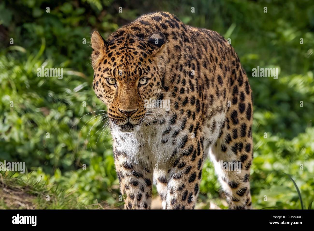 Amur-Leopard Stockfoto