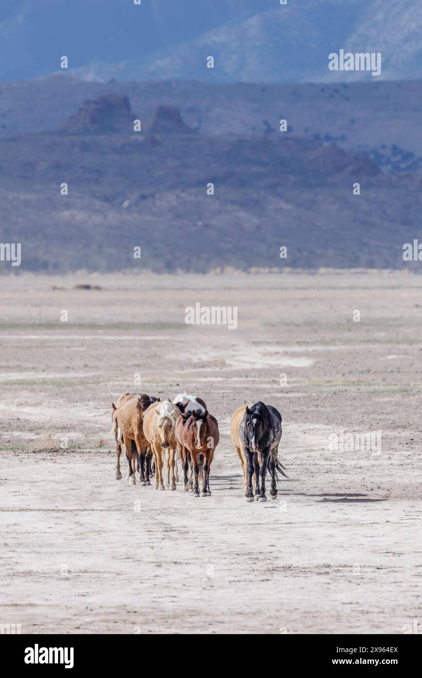 Die Wildpferdeherde des Onaqui Mountain hat eine leichte bis mittelschwere Struktur und ist in Farben wie Sauerampfer, roan, Buchleder, Schwarz, Palomino, und grau. Stockfoto