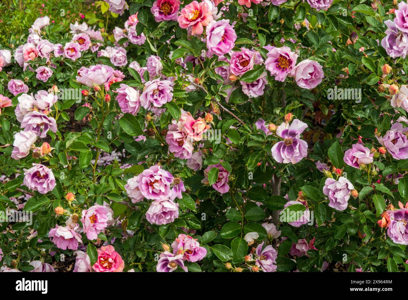 Easy on the Eyes Rose. Gegliederte, halb-doppelte Rose mit orangeroten Blüten, die zu Lavendel vergehen. Stockfoto