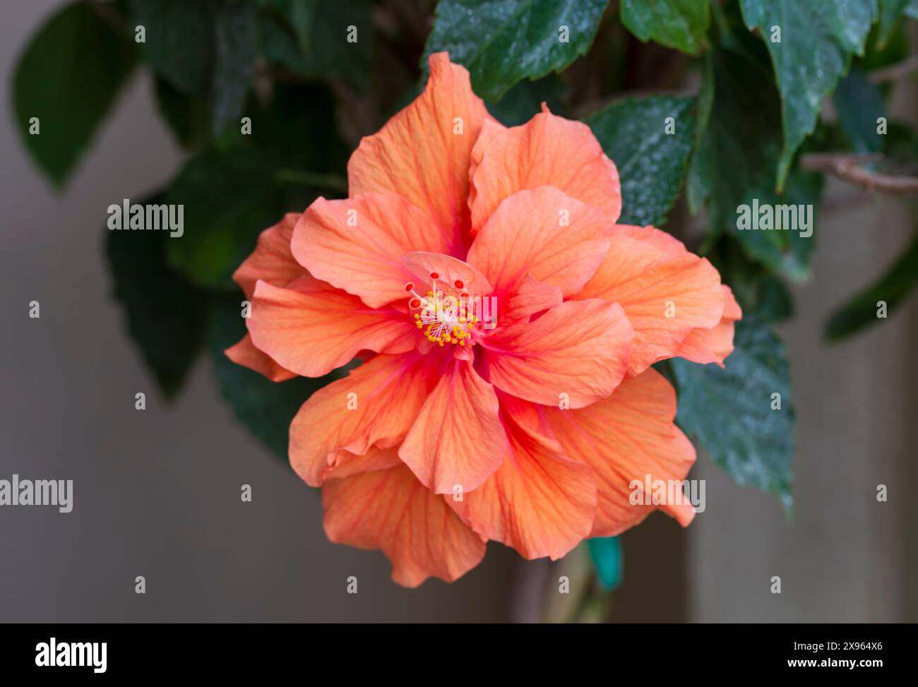 Wunderschöne Orangenblüte des Hibiskus rosa sinensis, eines immergrünen blühenden Strauchs, auch Rosenmalve oder chinagruppe genannt. Stockfoto