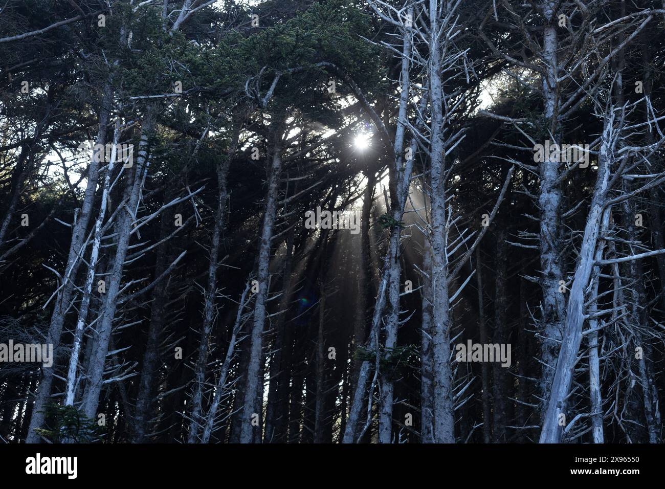 Sonnenlicht, das durch einen dunklen gruseligen Wald mit hohen, nackten Bäumen filtert. Stockfoto