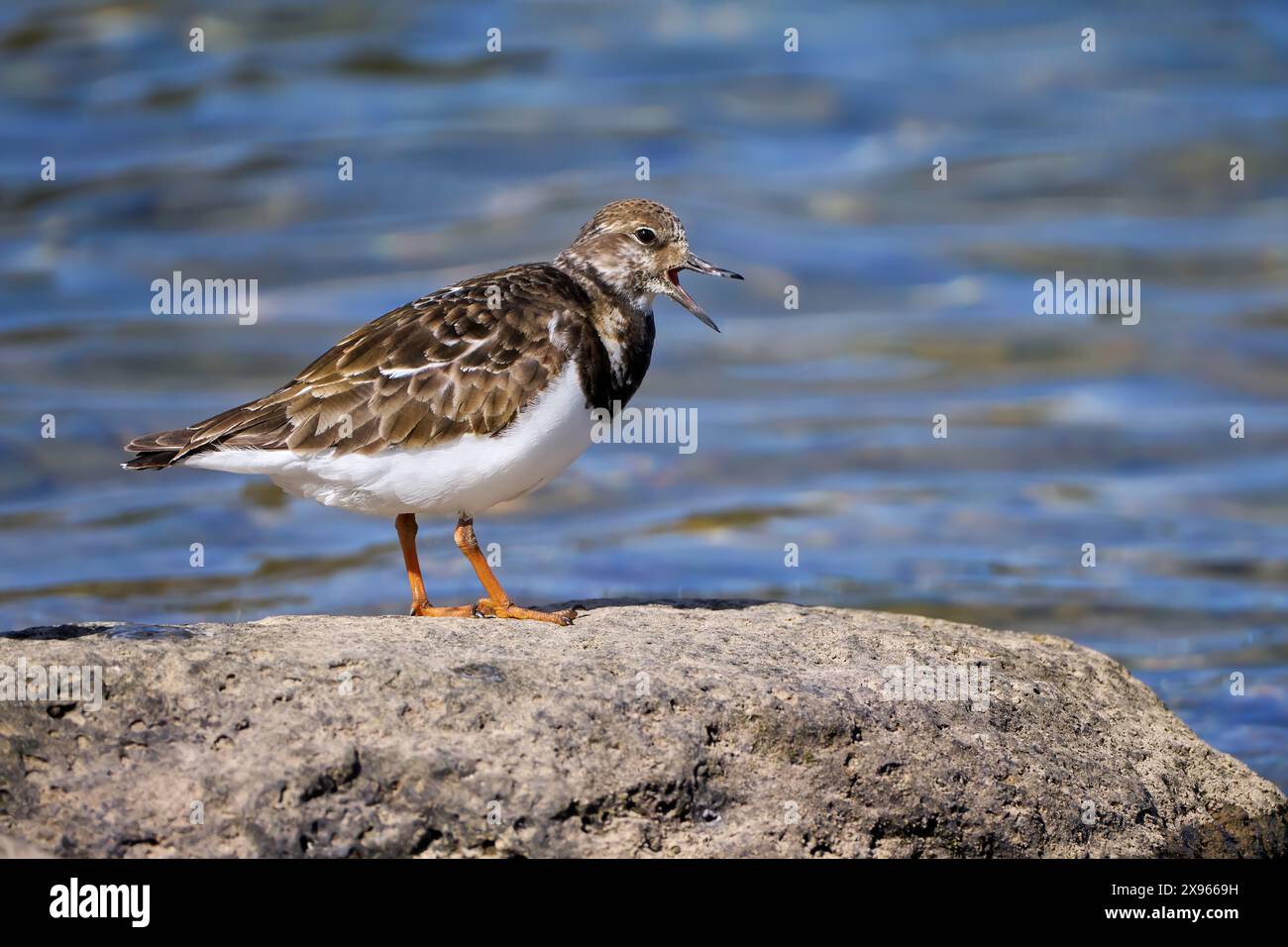 Ruf Ruddy Turnstone (Arenaria Interpres), stehend mit offenem Schnabel auf einem Felsen Stockfoto