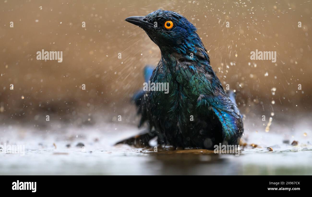 Cape Glossy Starling Baden, Südafrika, Afrika Stockfoto