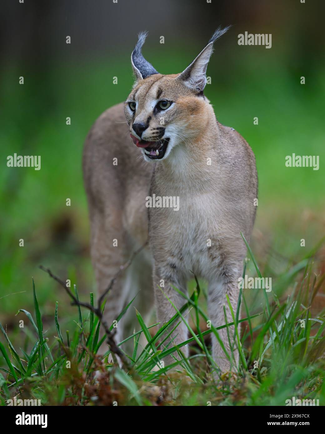 Caracal, Südafrika, Afrika Stockfoto