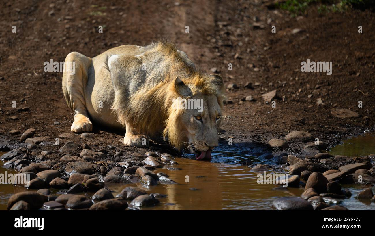 Männlicher Löwe trinkt, Südafrika, Afrika Stockfoto