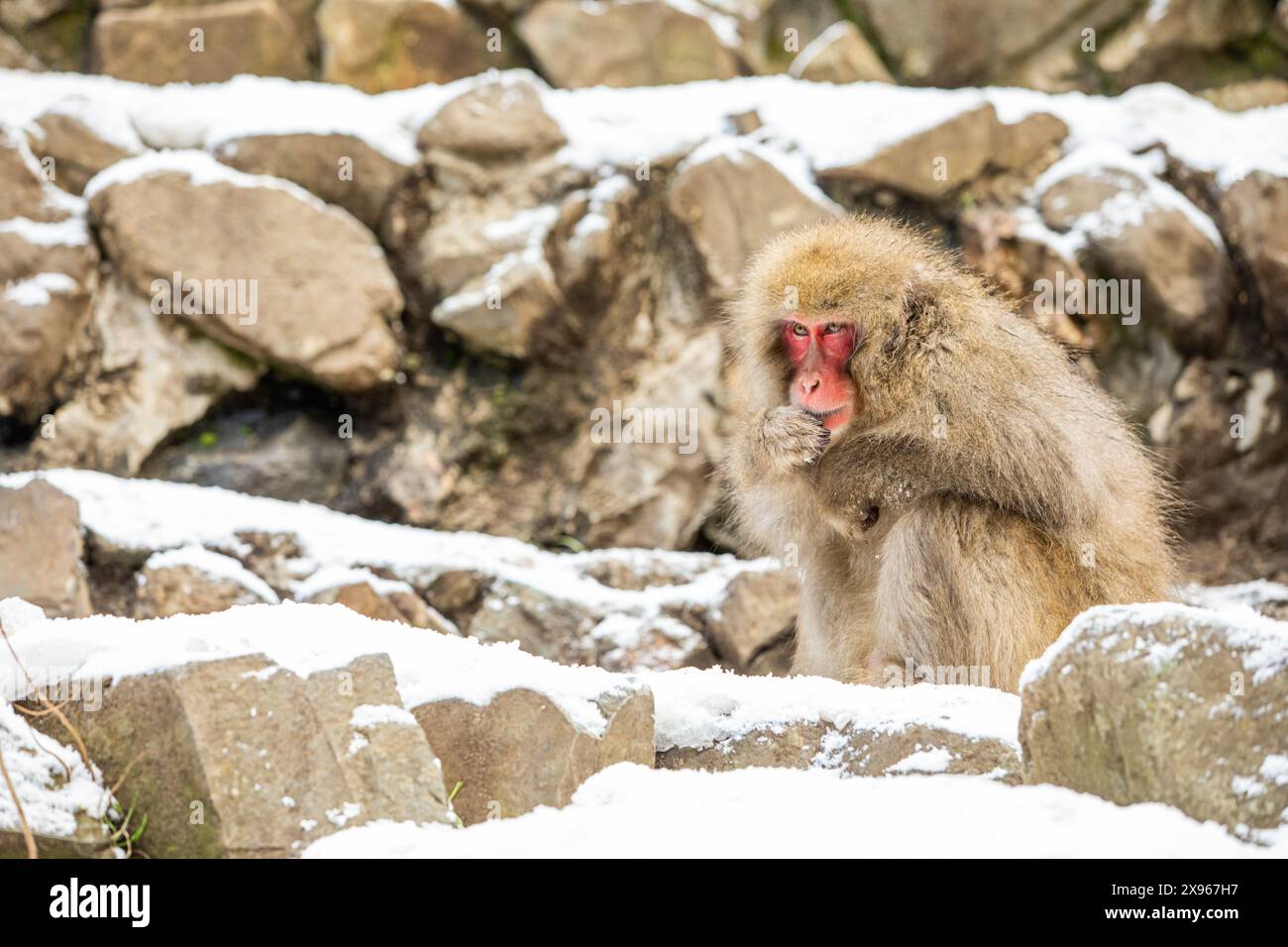 Schneeaffen im Snow Monkey Park, Jigokudani, Präfektur Nagano, Honshu, Japan, Asien Stockfoto