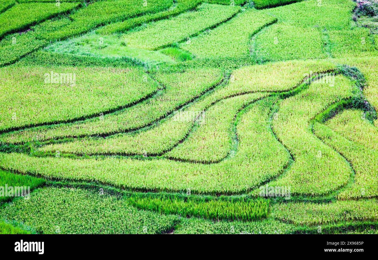 Reisfelder in Sa Pa, Lao Cai, Vietnam, Indochina, Südostasien, Asien Stockfoto